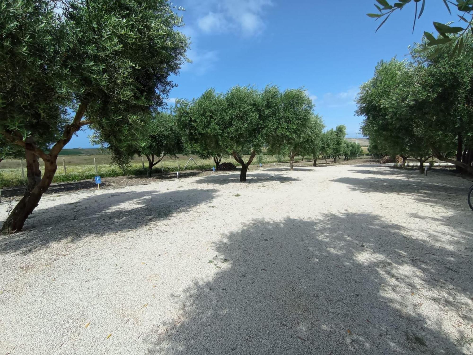 Tenuta Viale Degli Ulivi San Martino in Pensilis Экстерьер фото